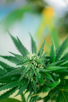 Close up view of green marijuana plant