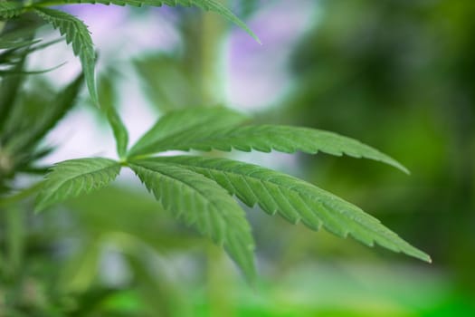 Cannabis leaf and marijuana plant. medical marijuana cannabis