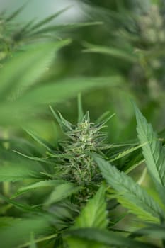 Close up view of green marijuana plant