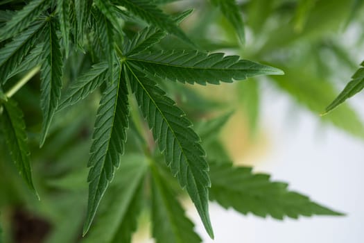 Cannabis leaves, green background, close up, marijuana