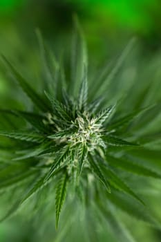 Cannabis leaf and marijuana plant. medical marijuana cannabis