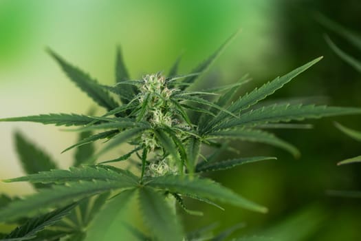 Marijuana, cannabis plant. cannabis plant