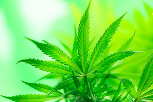 Close up view of green marijuana plant