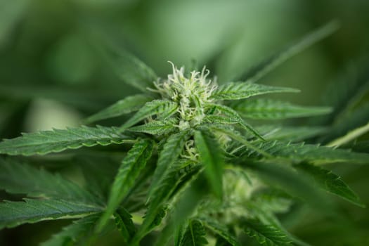 Cannabis leaf and marijuana plant. medical marijuana cannabis