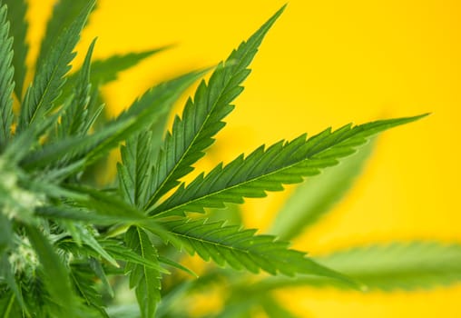 Cannabis leaf and marijuana plant. medical marijuana cannabis