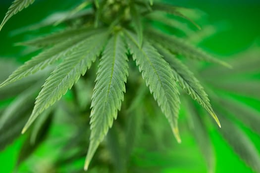 Cannabis leaf and marijuana plant. medical marijuana cannabis