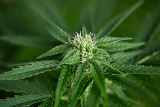 Cannabis leaves, Hemp medical plant, Marijuana