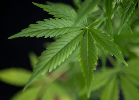 Cannabis leaves, Hemp medical plant, Marijuana