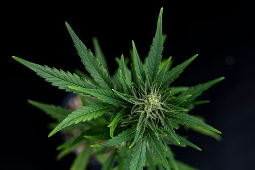 Marijuana plant with medical cannabis, cbd