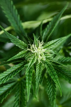 Close up view of green marijuana plant