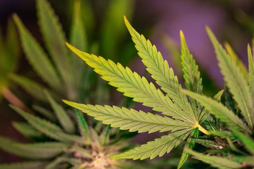 Weed medicine leaf, Grow indica flowering, Cannabis plant, Marijuana