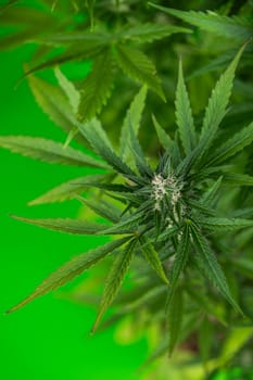 Close up view of green marijuana plant