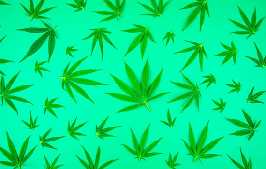 Marijuana cannabis leaf in the light