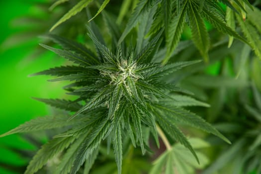 Cannabis leaf and marijuana plant. medical marijuana cannabis