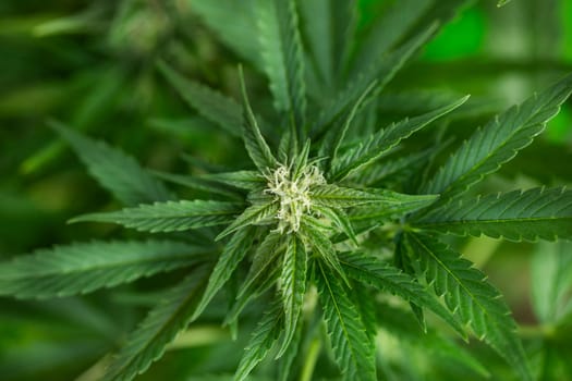 Close up view of green marijuana plant