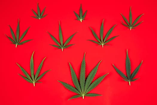 Flat lay composition, cbd, Cannabis leaves with marijuana