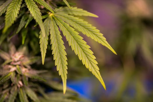 Green cannabis flowers, Weed medicine leaf, Marijuana