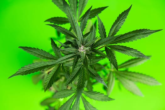 Cannabis leaves, Hemp medical plant, Marijuana