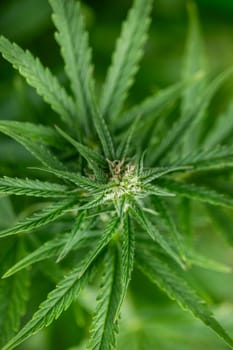 Close up view of green marijuana plant