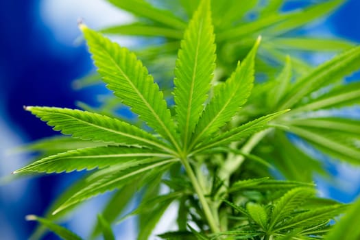 Cannabis leaves, Hemp medical plant, Marijuana