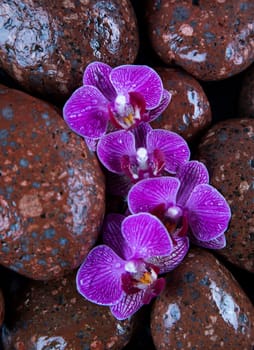 Stones in a purple and pink orchid flower