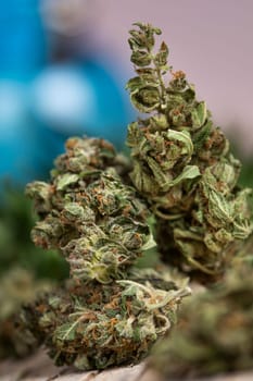 Marijuana, cannabis bud and weed, cbd concept