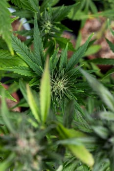 Cannabis leaves with marijuana, cbd concept
