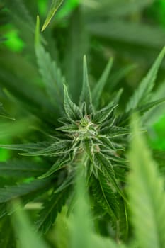 Close up view of green marijuana plant