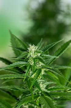 Close up view of green marijuana plant