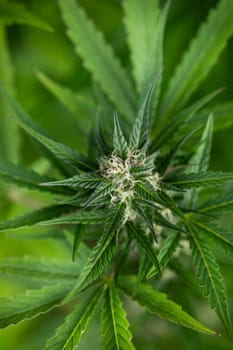 Green cannabis flowers, Weed medicine leaf, Marijuana