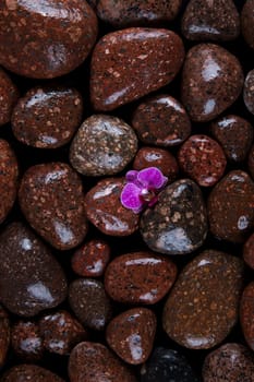 Stones in a purple and pink orchid flower