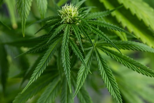 Close up view of green marijuana plant