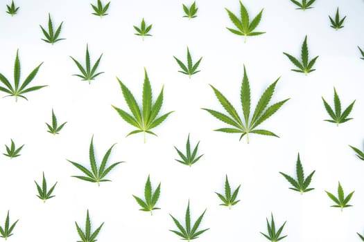 Cannabis leaf,marijuana isolated on white background