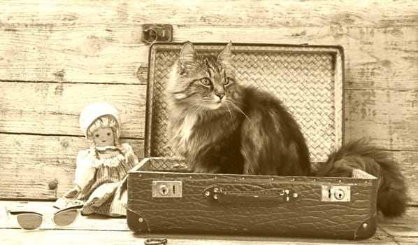 Vacation with pets. A cat sits in an old suitcase in the style of an old newspaper