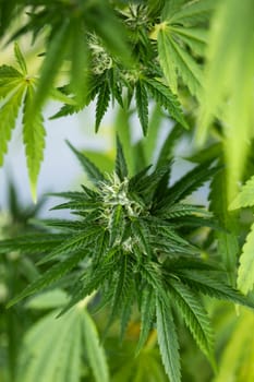 Cannabis leaf and marijuana plant. medical marijuana cannabis