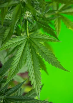 Cannabis leaves, Hemp medical plant, Marijuana