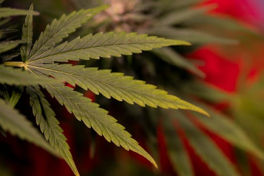 Marijuana plant with medical cannabis, cbd