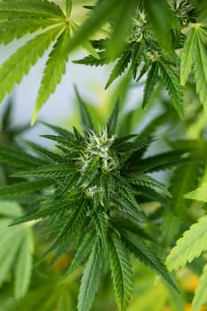 Close up view of green marijuana plant