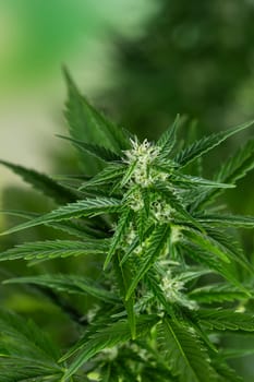 Cannabis leaves, Hemp medical plant, Marijuana