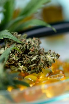 Marijuana plant with medical cannabis, cbd