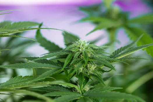 Cannabis leaf and marijuana plant. medical marijuana cannabis