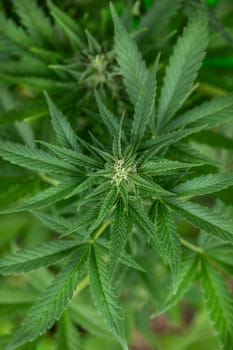 Close up view of green marijuana plant