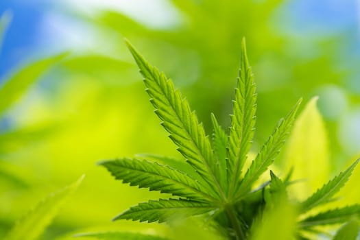 Cannabis leaves, Hemp medical plant, Marijuana