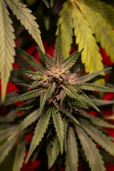 Weed medicine leaf, Grow indica flowering, Cannabis plant, Marijuana