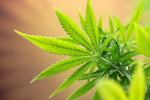 Close up view of green marijuana plant