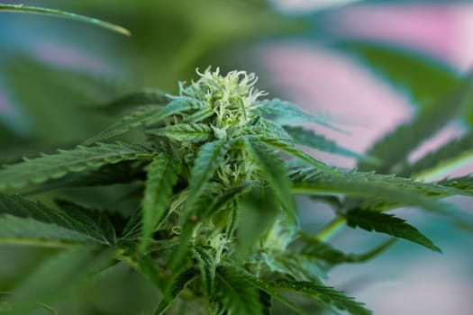 Cannabis leaves, Hemp medical plant, Marijuana