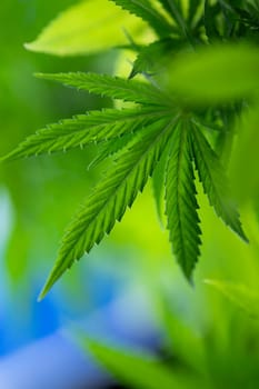 Close up view of green marijuana plant