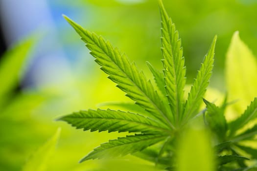 Cannabis leaves, Hemp medical plant, Marijuana