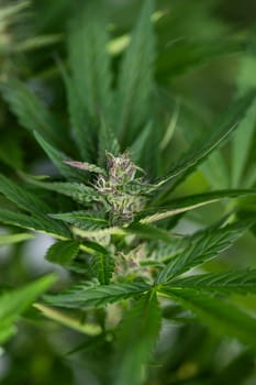 Cannabis leaf and marijuana plant. medical marijuana cannabis
