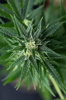 Marijuana plant with medical cannabis, cbd